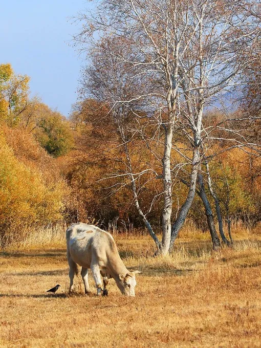 Autumn in Schönbrunn, Vienna