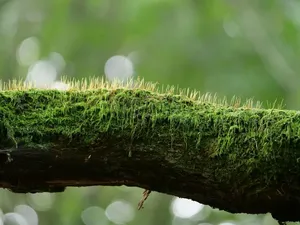 The knee timber of High Tatras