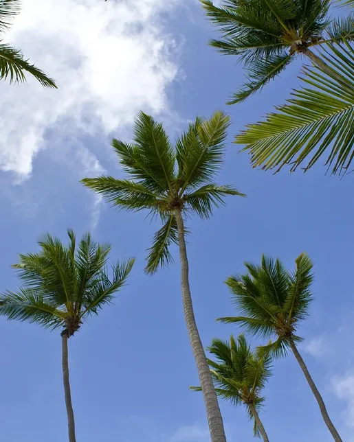 Sugar Beach in Saint Lucia