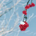 Funny video: How I hit the tree with mini snow glider