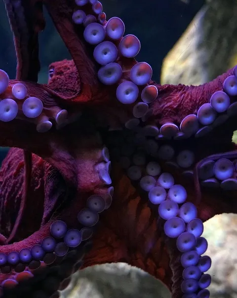 This octopus still lives! Who would kill it? Me NOT!
