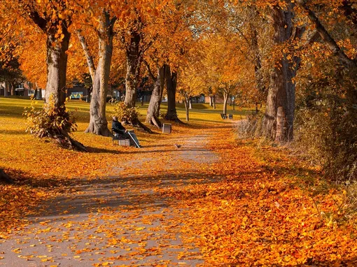 Autumn in Schönbrunn, Vienna 