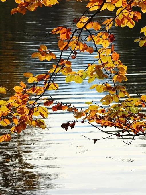 Autumn in Schönbrunn, Vienna 