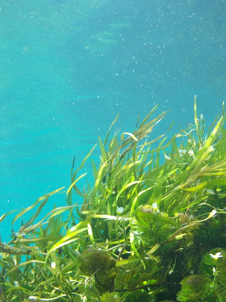 Kelp farms in Lembongan