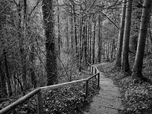 In the forest on the way to Zámkovského cottage -Zámkovského chata