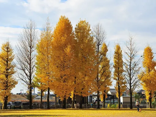 Autumn in Schönbrunn, Vienna 