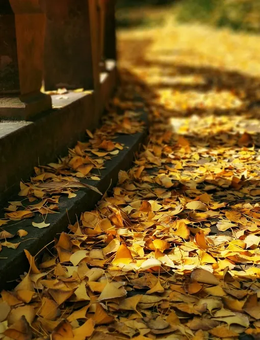 Autumn in Schönbrunn, Vienna 