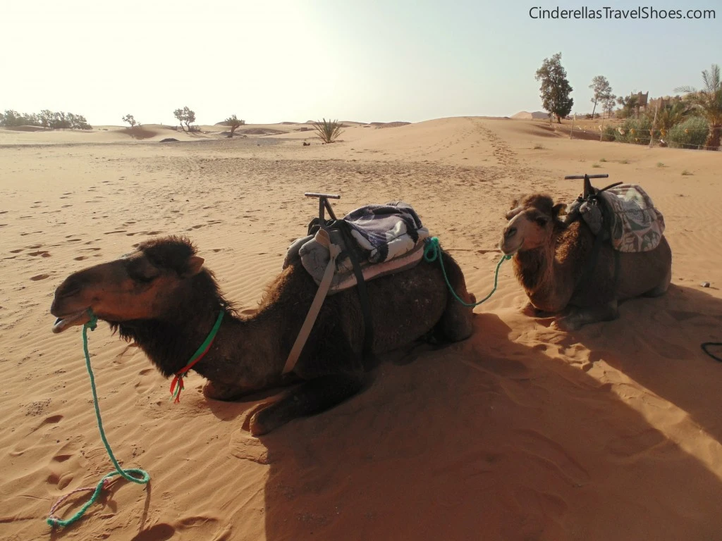 Our Camels in Sahara Desert in Morocco