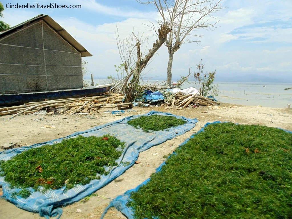 Kelp Farms in Lembongan
