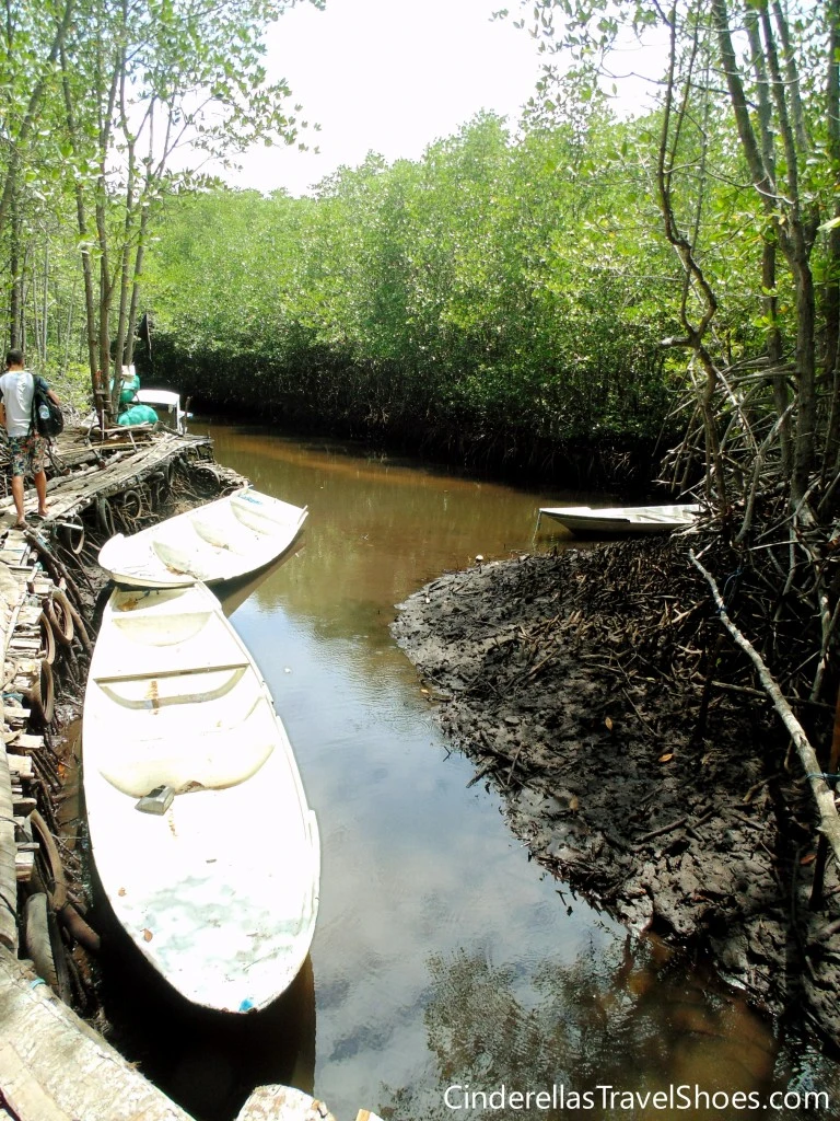 Mangrove forest in Lembongan, Indonesia