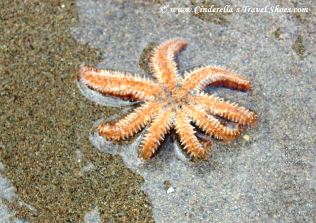 Starfish in Sicily