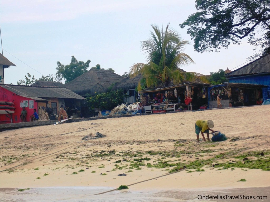 Woman collecting kelp in Lembongan harbour