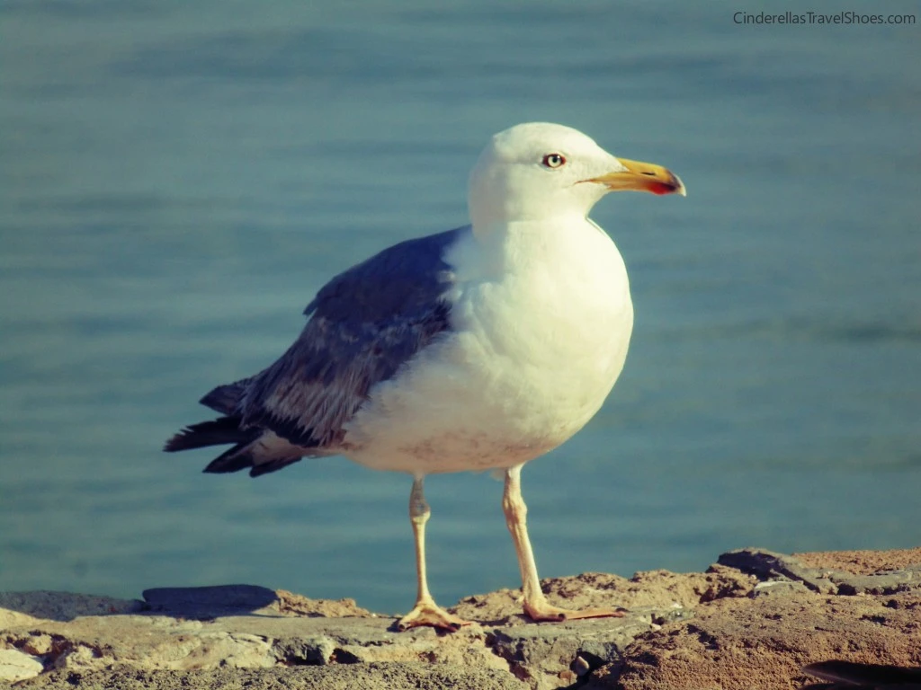 Essaouira_beach (10)