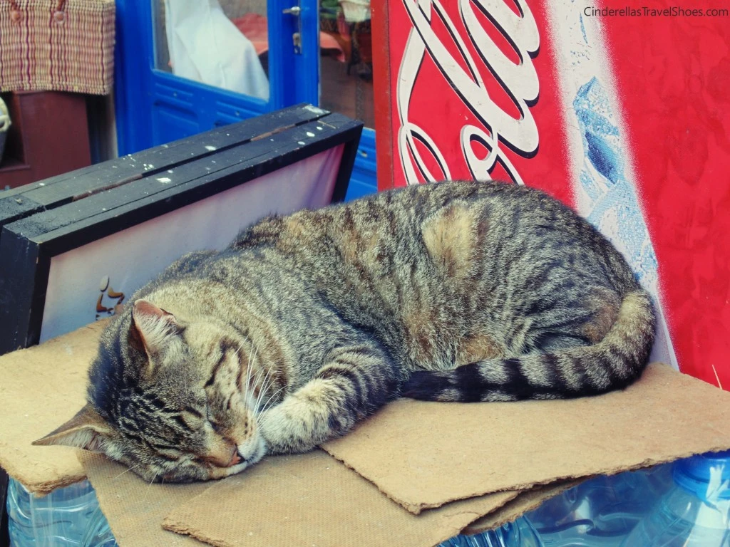 Essaouira_cat