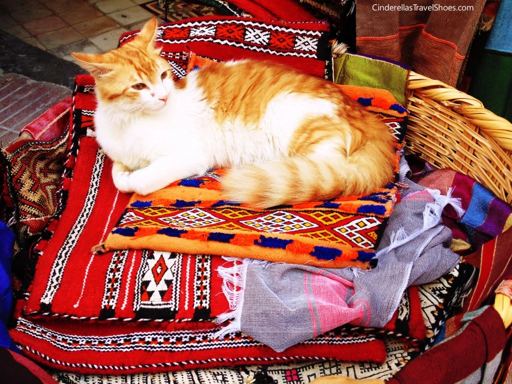 Essaouira_cat (2)