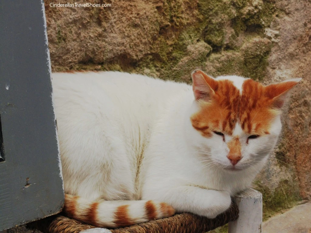 Essaouira_cat (3)