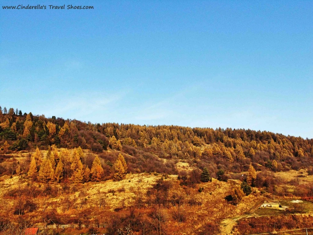 The Forest around Lacnov with lonely chottages