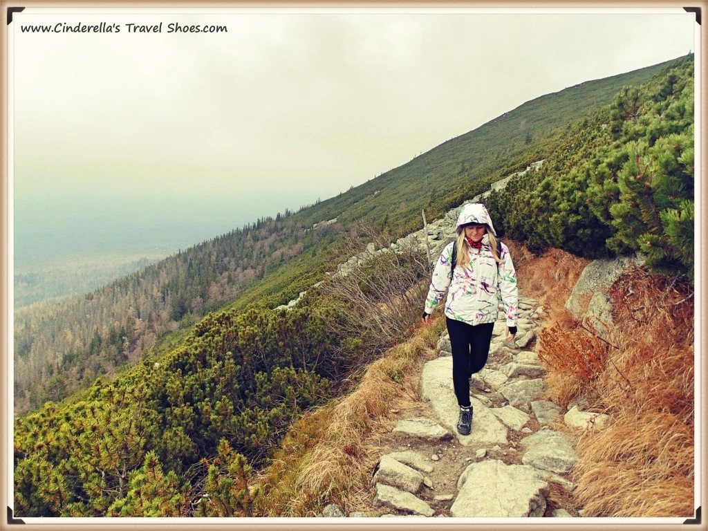 The knee timber of High Tatras